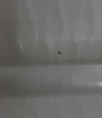 Bugs in the bathroom