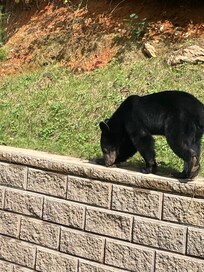 Our friend came almost every day we were there.