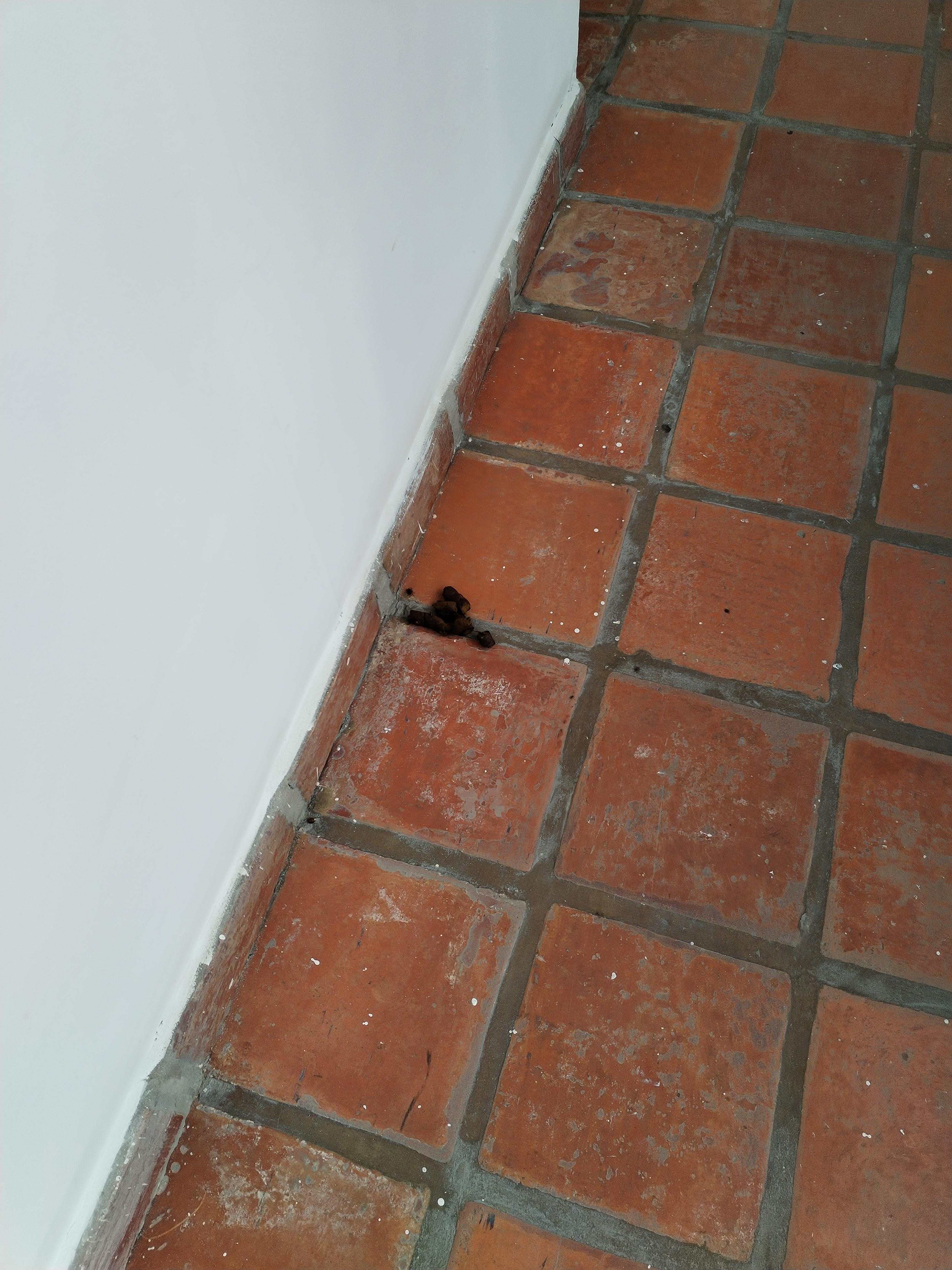Dog poo on aisles near rooms