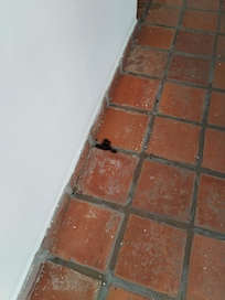 Dog poo on aisles near rooms