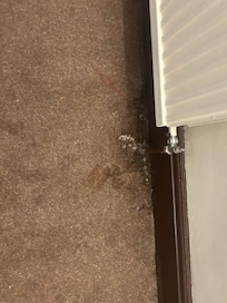 Stained carpet
