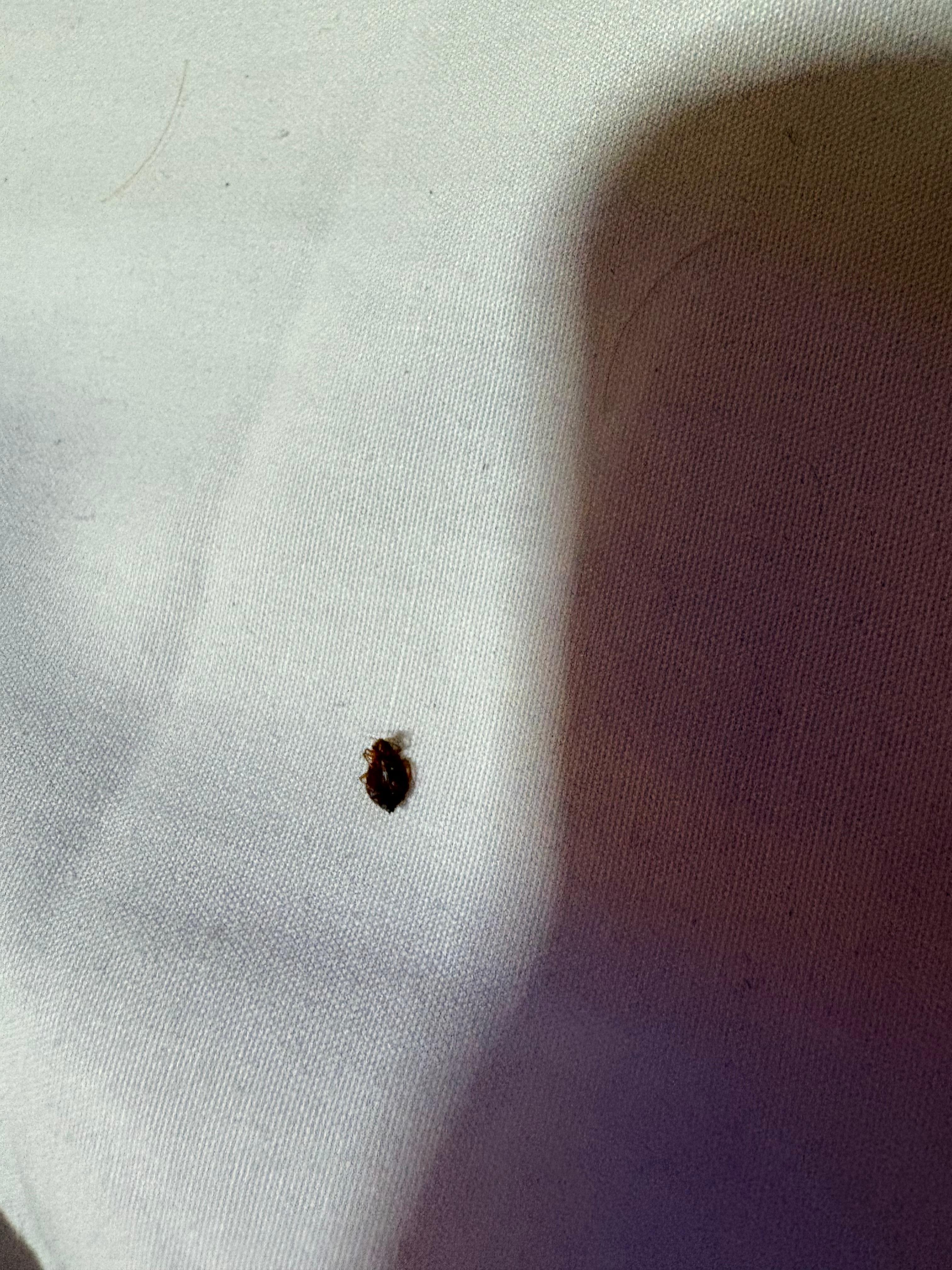 Bed bug, and I saw several!