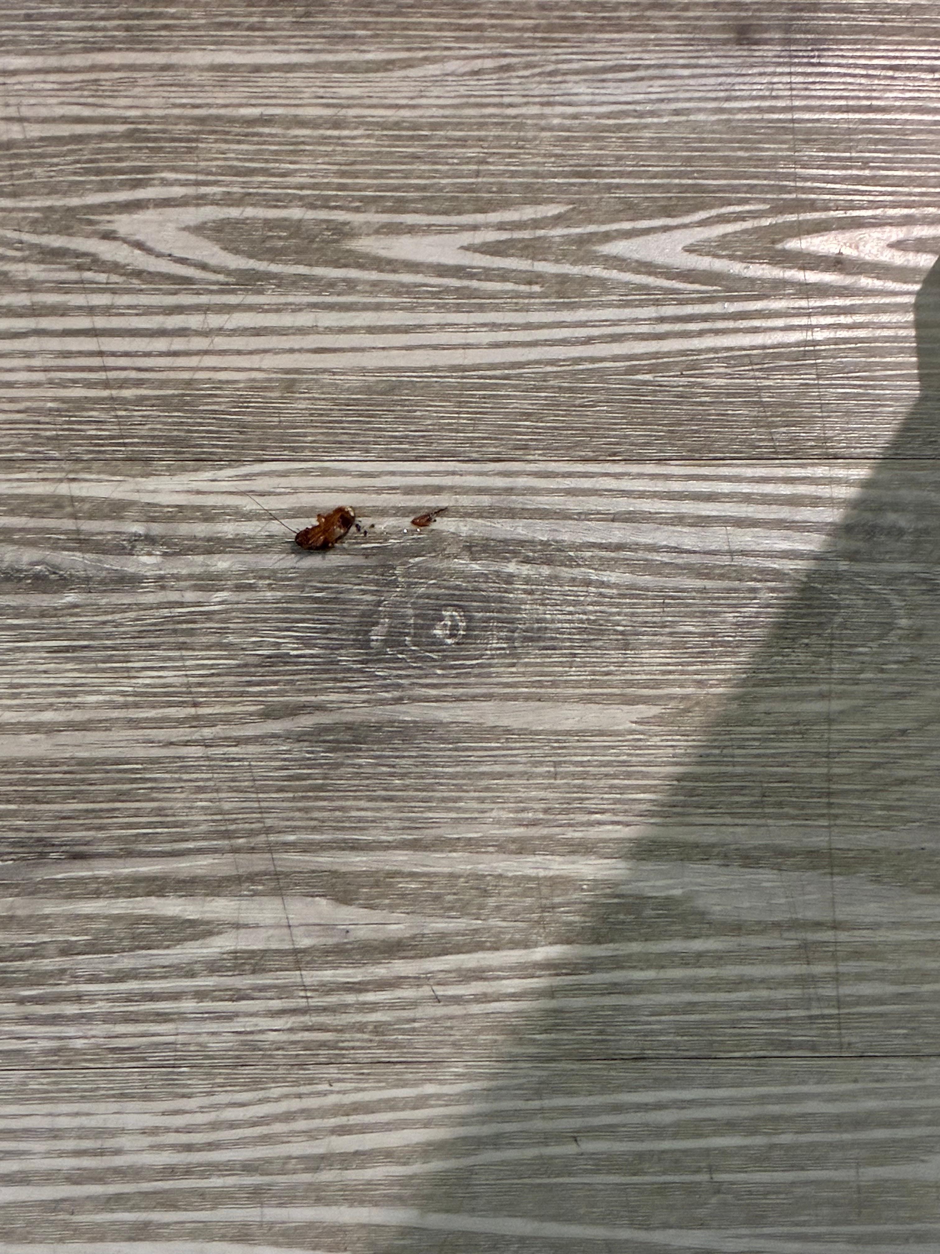 Cockroaches in living room