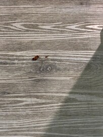 Cockroaches in living room