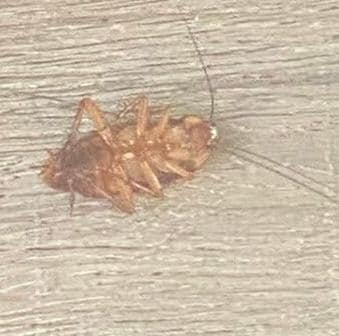 Large cockroach sitting on his back, the legs were still crawling when we checked into our room staying in this hotel check your room thoroughly