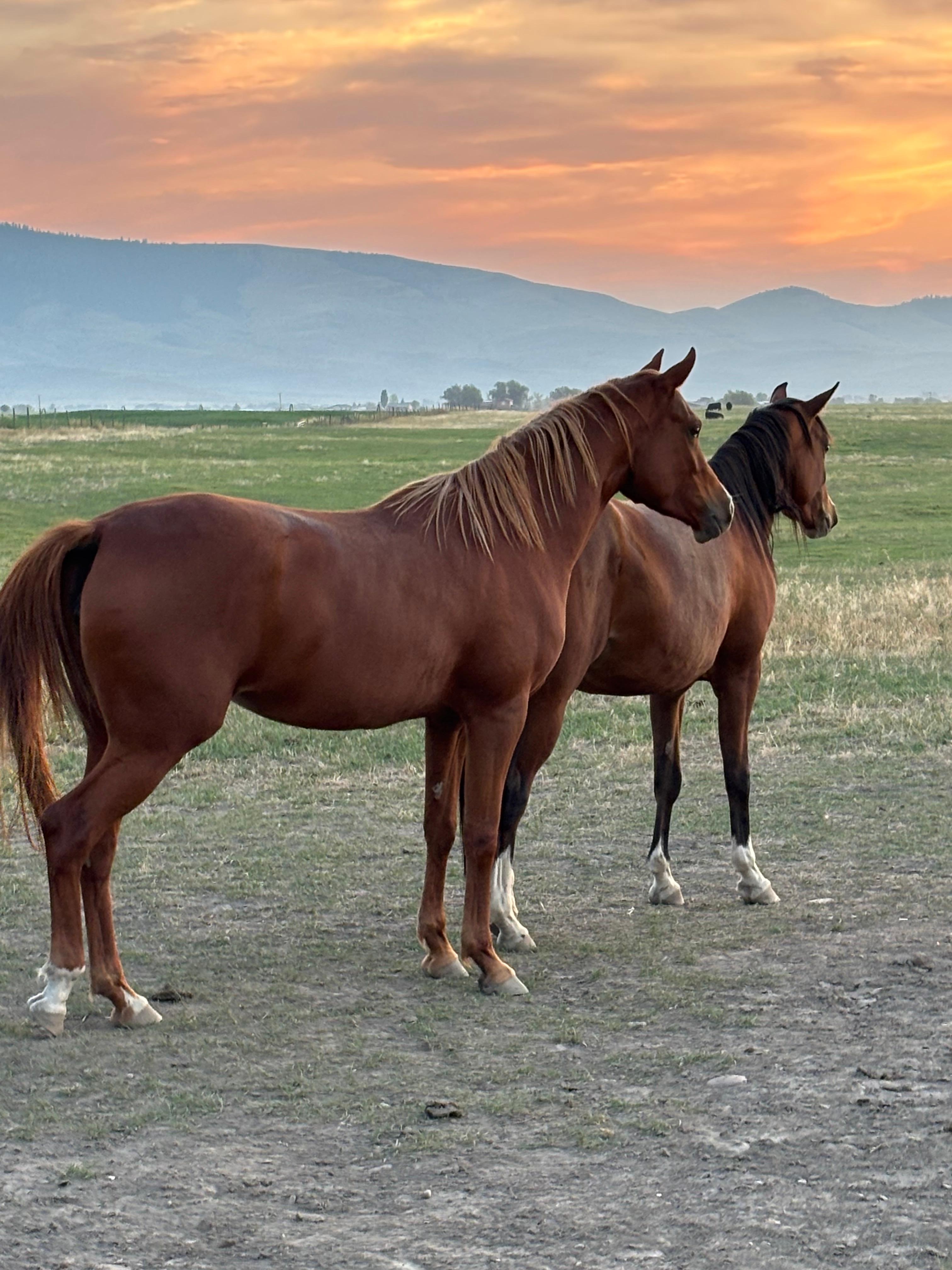 Arabian show horses