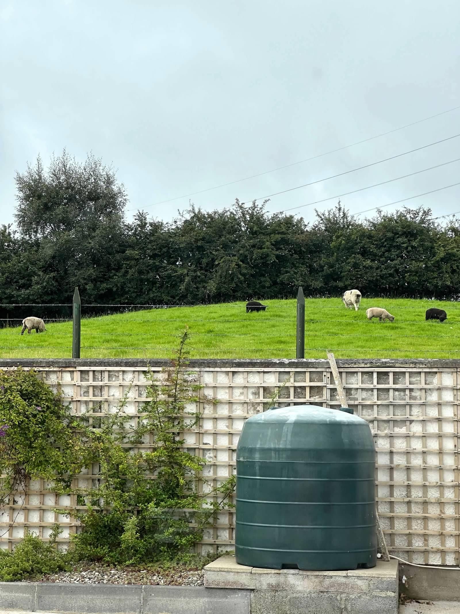 View from kitchen window of sheep grazing. 