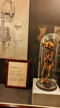 Nyköbing Falster, 1 mil söder. Museum Obscurum. Finns älvor verkligen? Hur är det med de "snälla" gårdsnissarna o varulvar....?