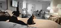 Oakley and Zoe liked the accommodations too