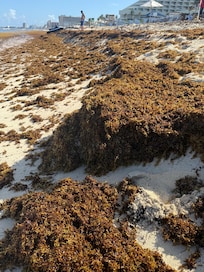 Mid afternoon seaweed accumulation
