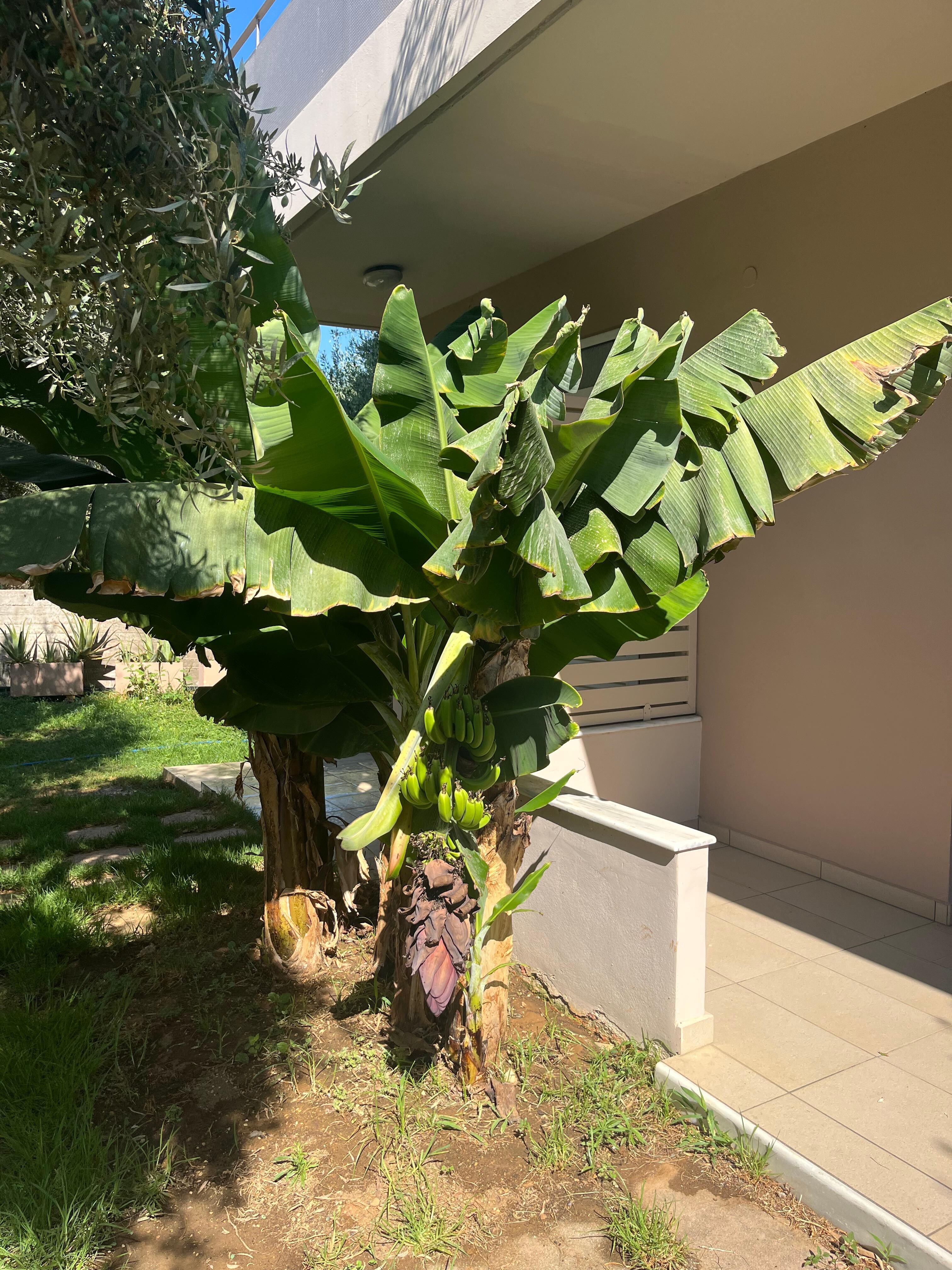There are banana trees at the front of the balcony entrance.
