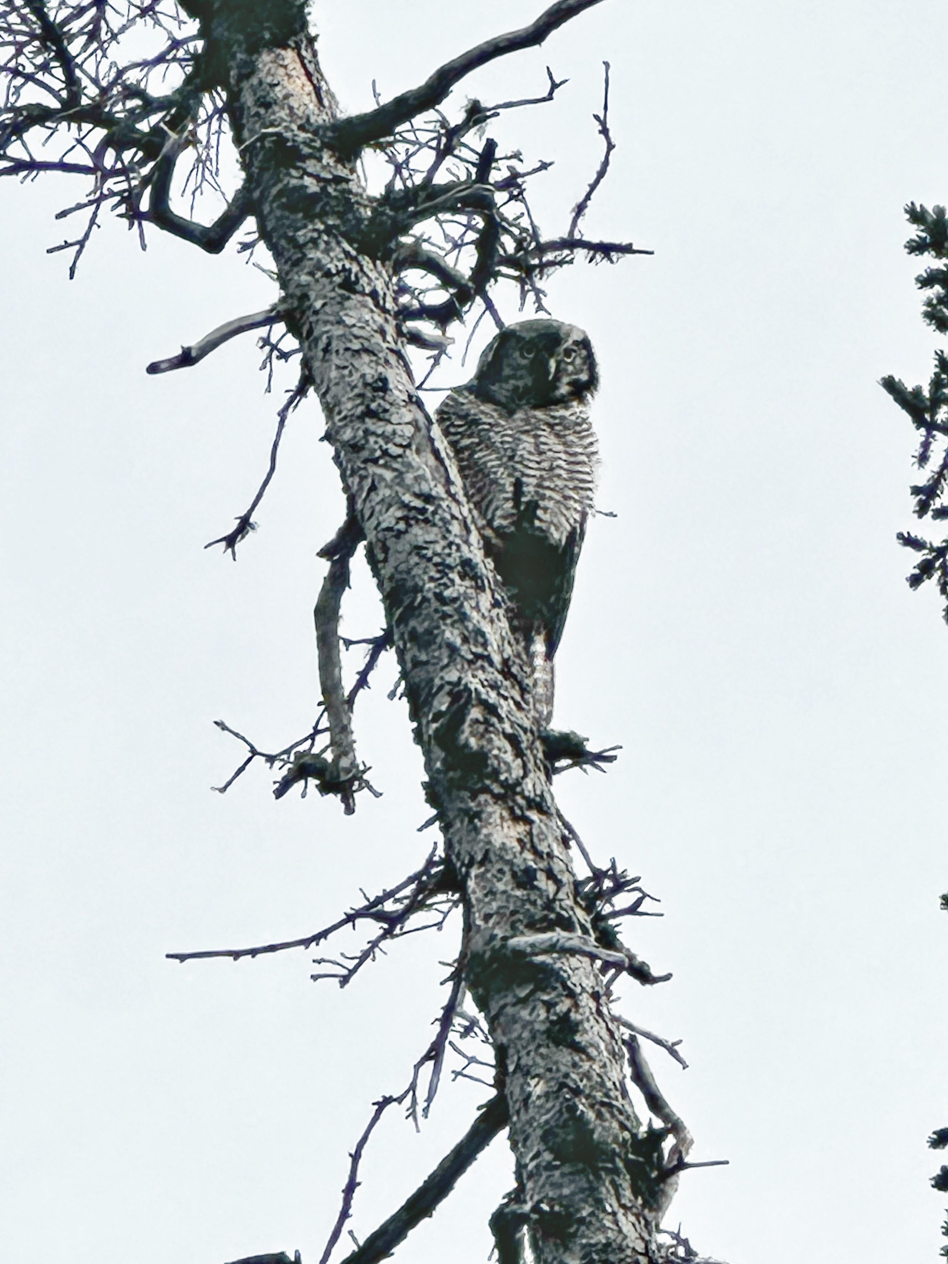 Northern Hawk Owl in Katmai NP
