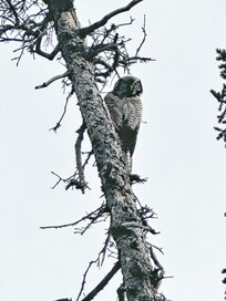 Northern Hawk Owl in Katmai NP