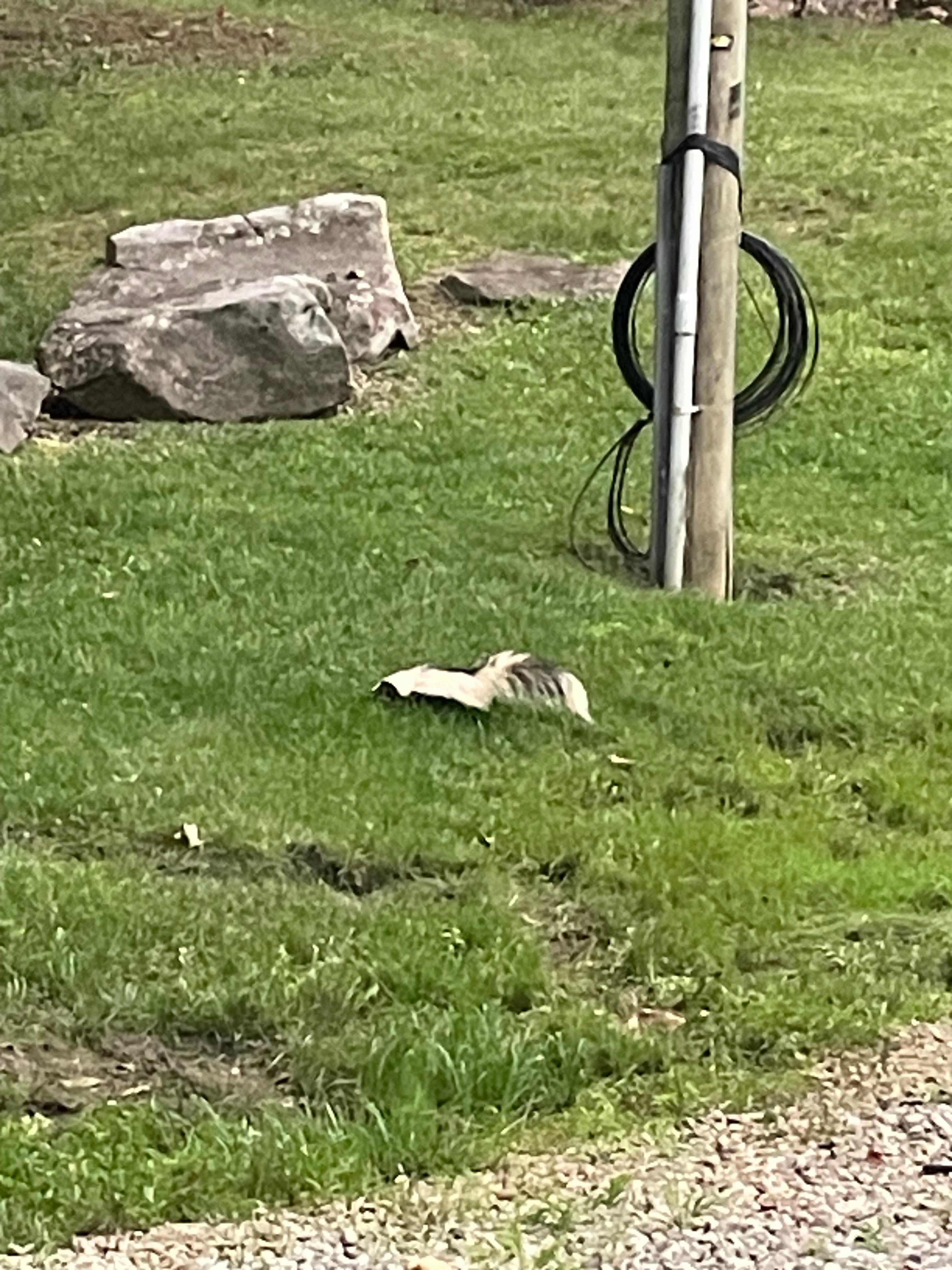 Made a new wilderness friend 😂