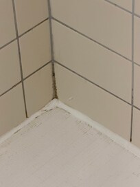 Black mold in shower