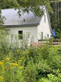 Wildflowers and butterflies behind the house.
