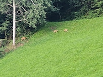 Die Wiese hinterm Haus