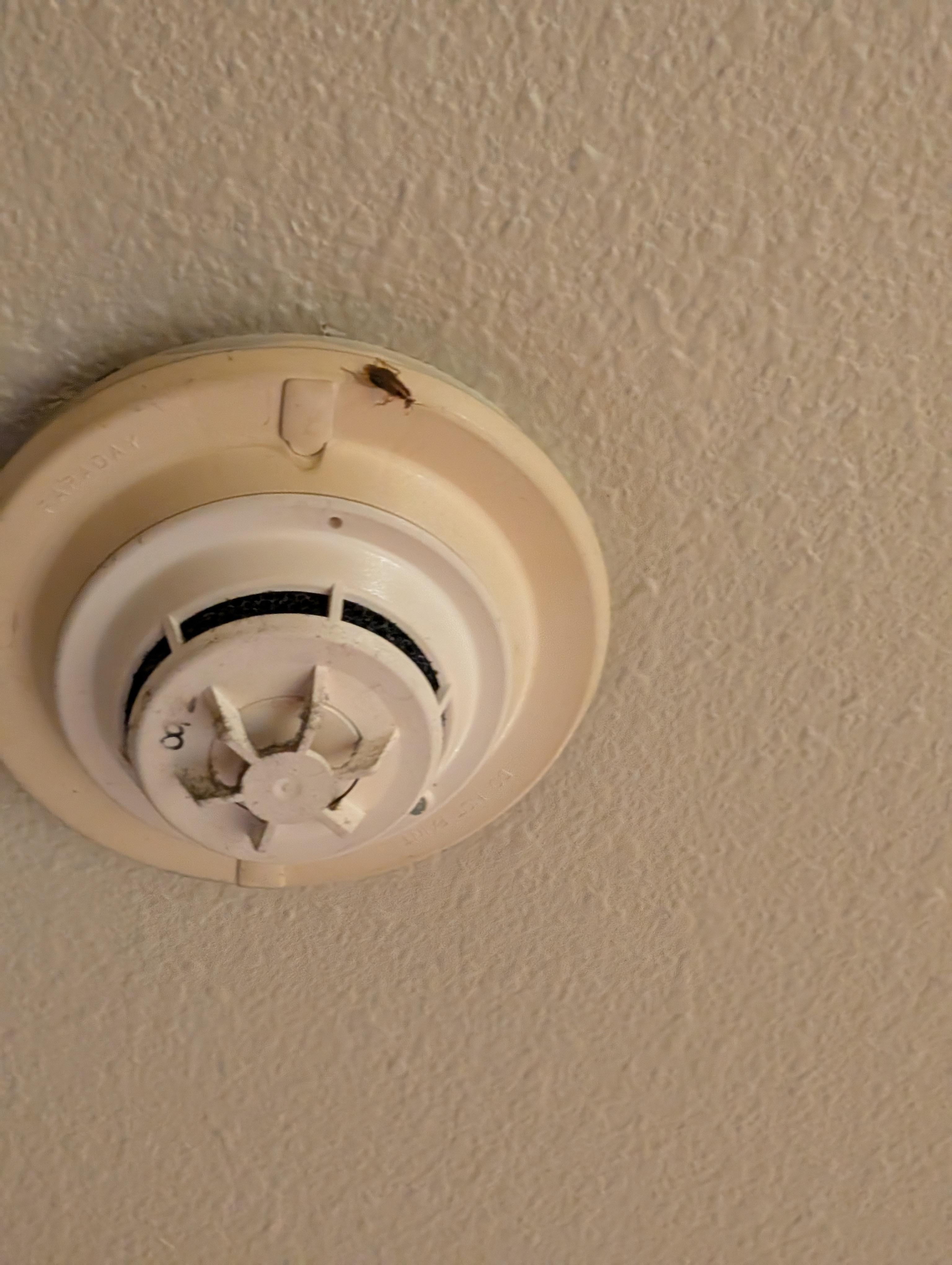 Roach crawling on smoke alarm