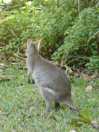 morning visitor