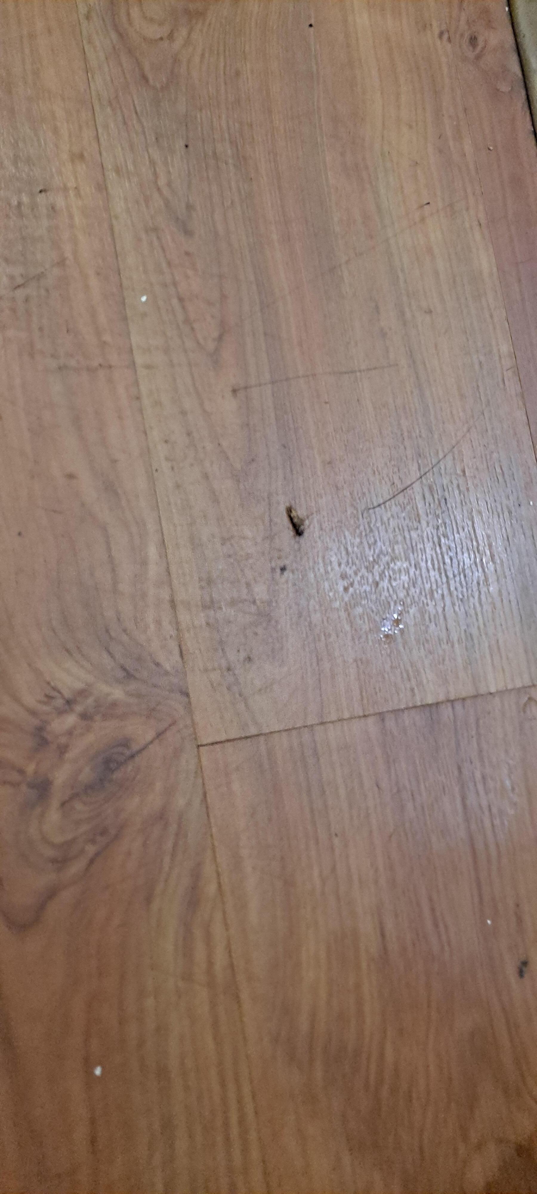 There was a roach after asking for housekeeping to remove they removed me. I was upset but I am deathly afraid with no consideration. Imagine that in your REAL HOME. 