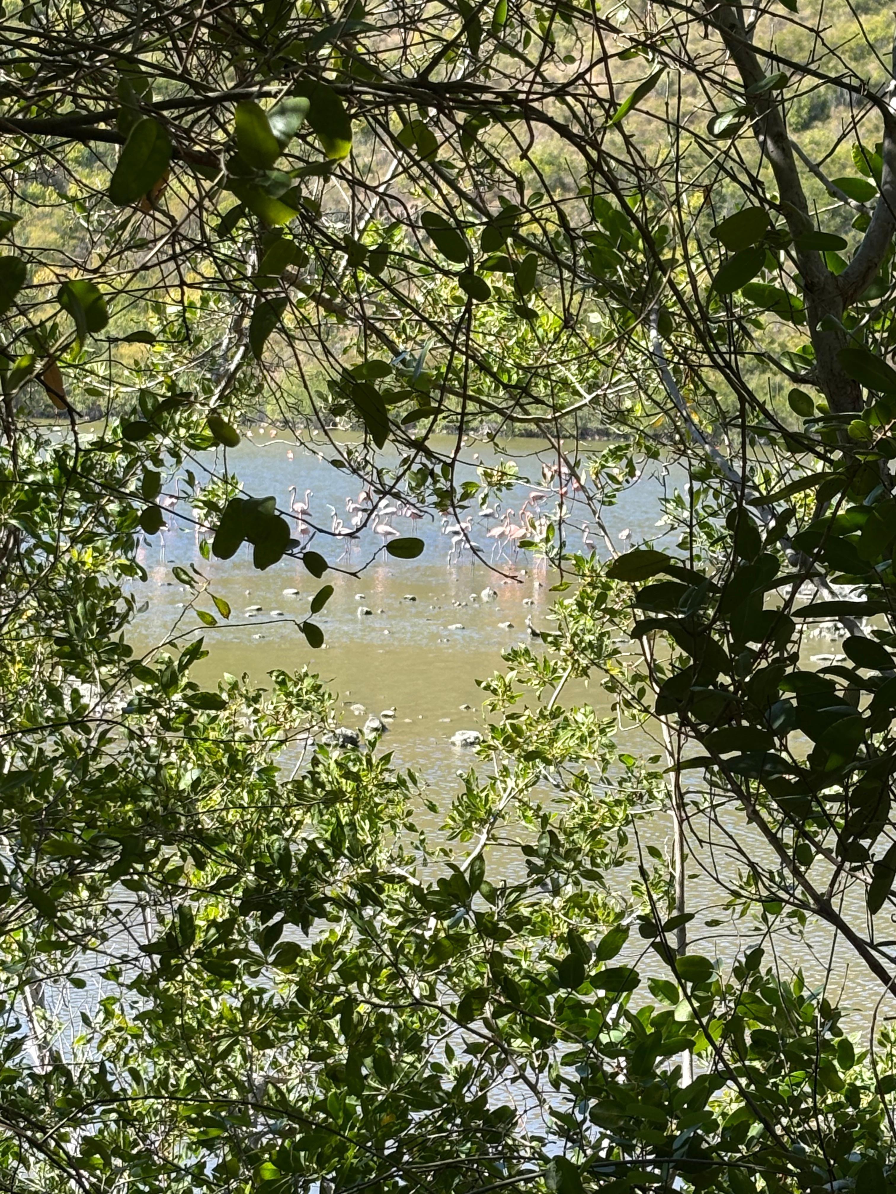 Flamingos, over 100 seen from Vrbo.