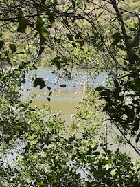 Flamingos, over 100 seen from Vrbo.