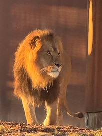 Evening private tour