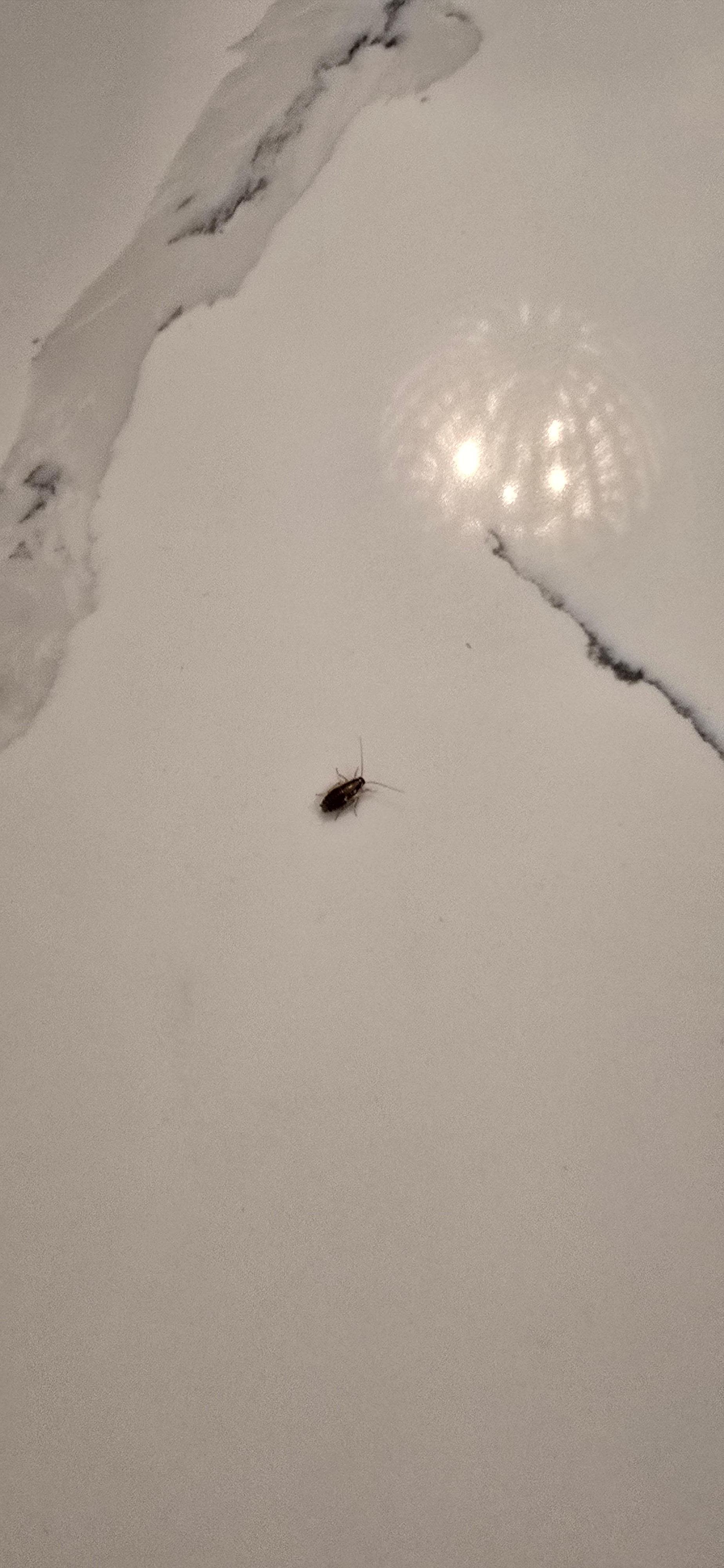Roaches on counter tops