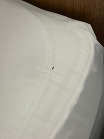Ant on bedding.