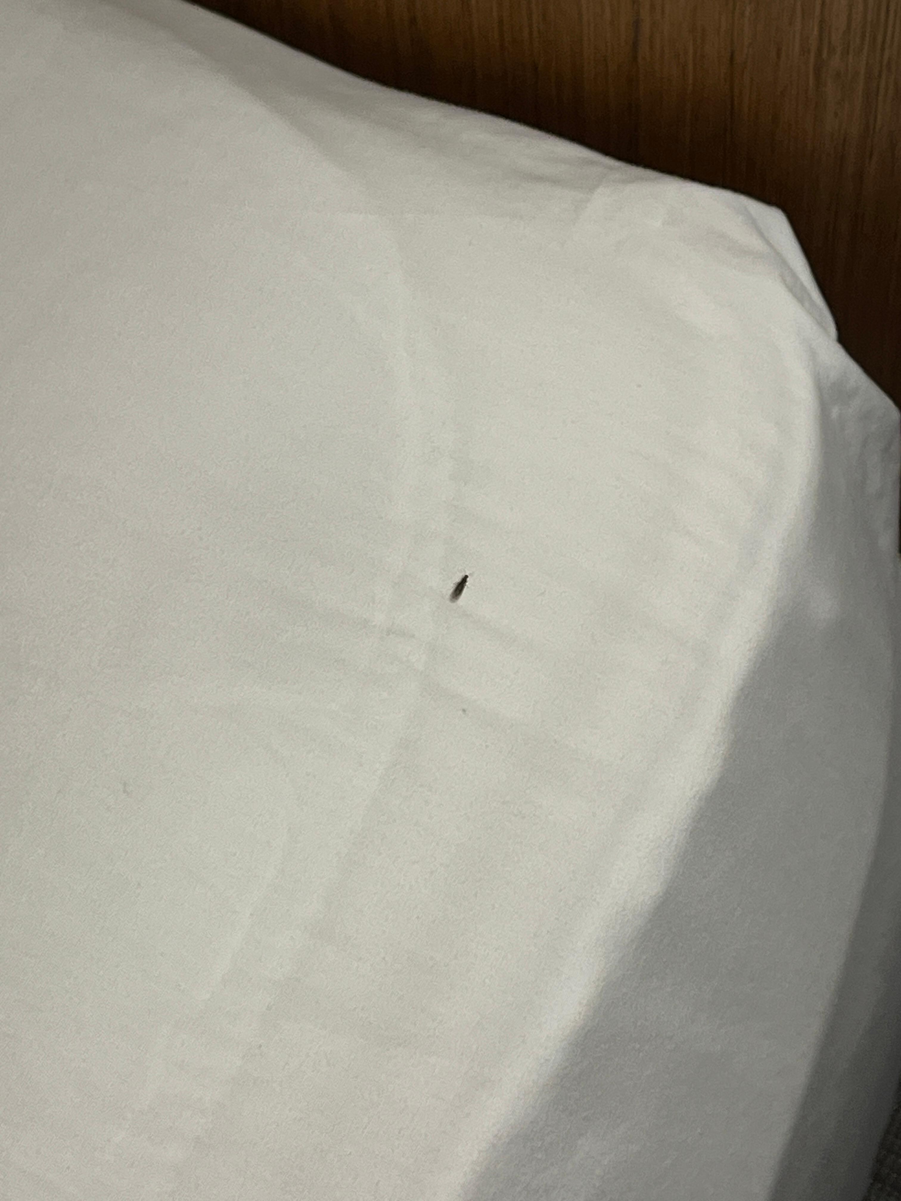 Ant on bedding.