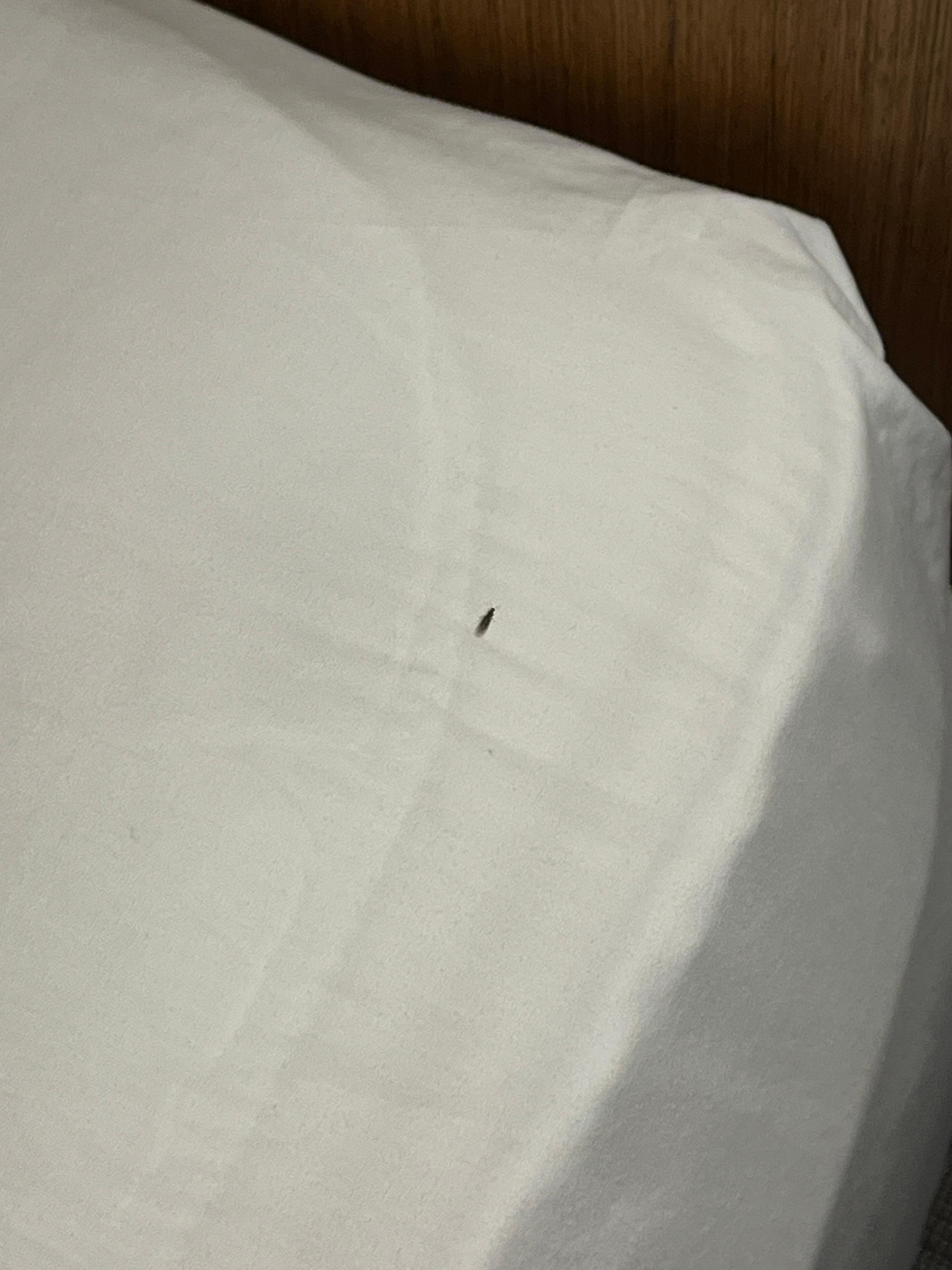 Ant on bedding.