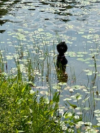 Happy pup that wouldn't leave the lily pads - like a Monet painting!