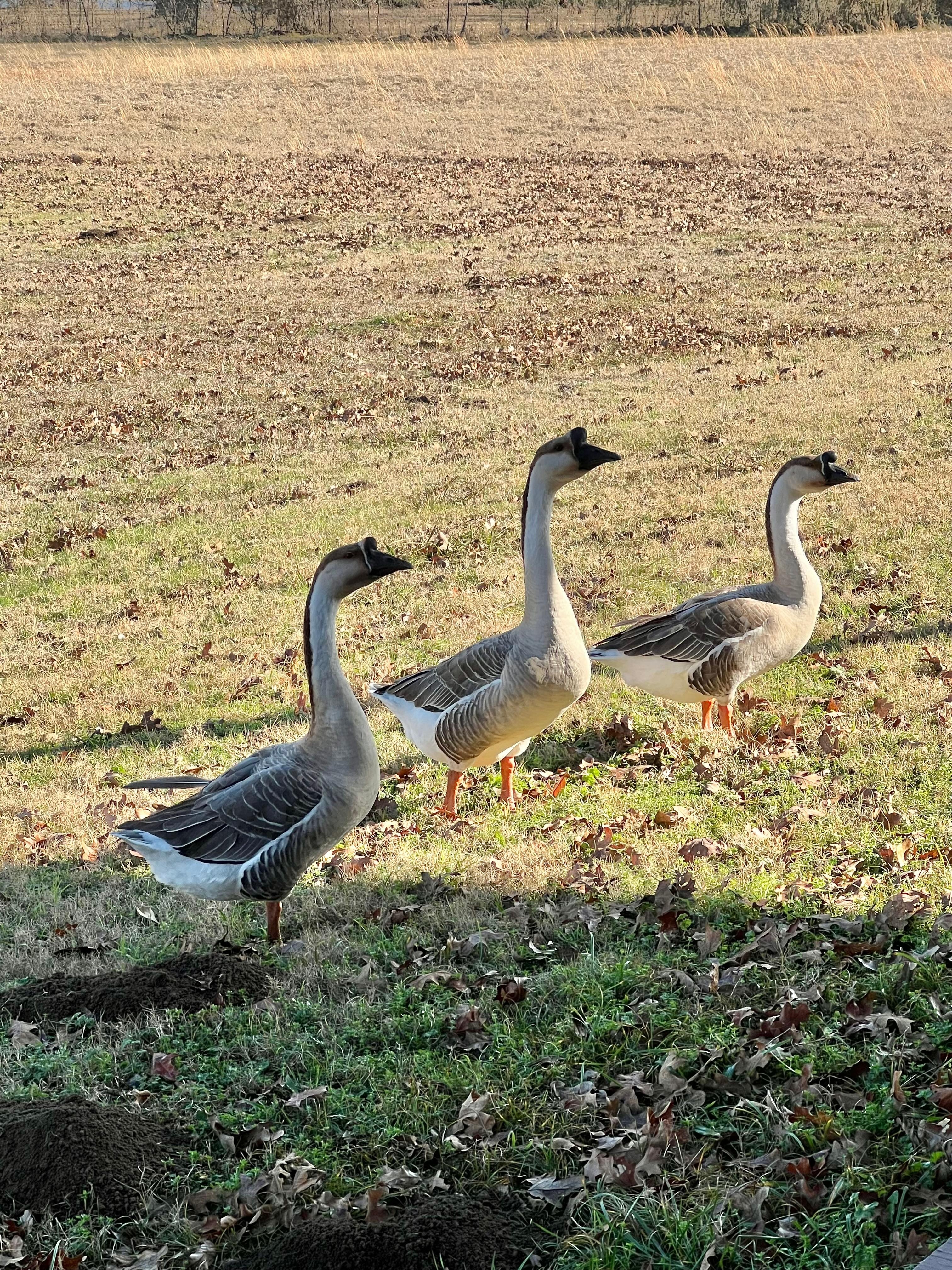Geese
