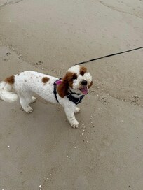 First trip to the beach