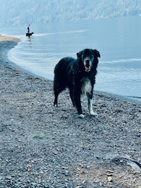 Dog Beach