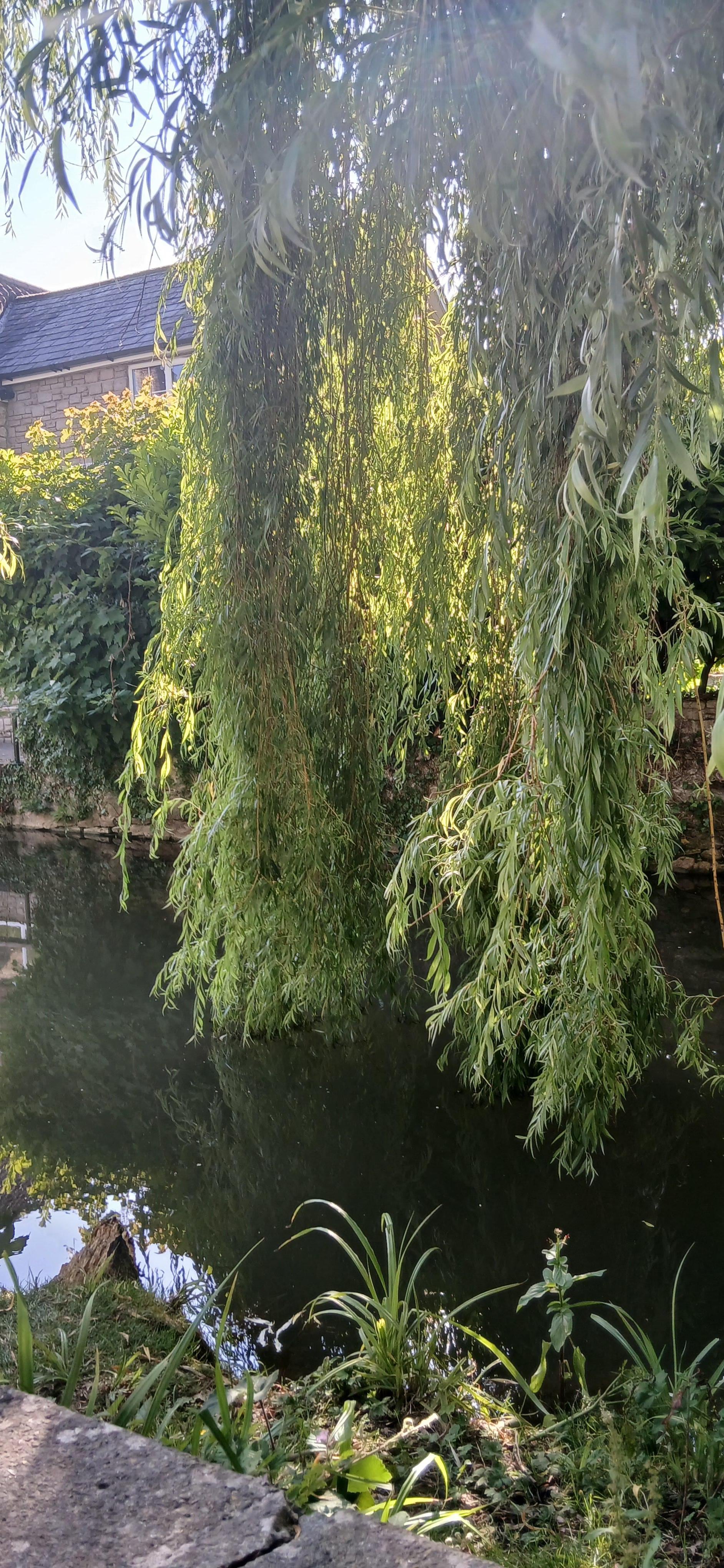 Garden by the river 