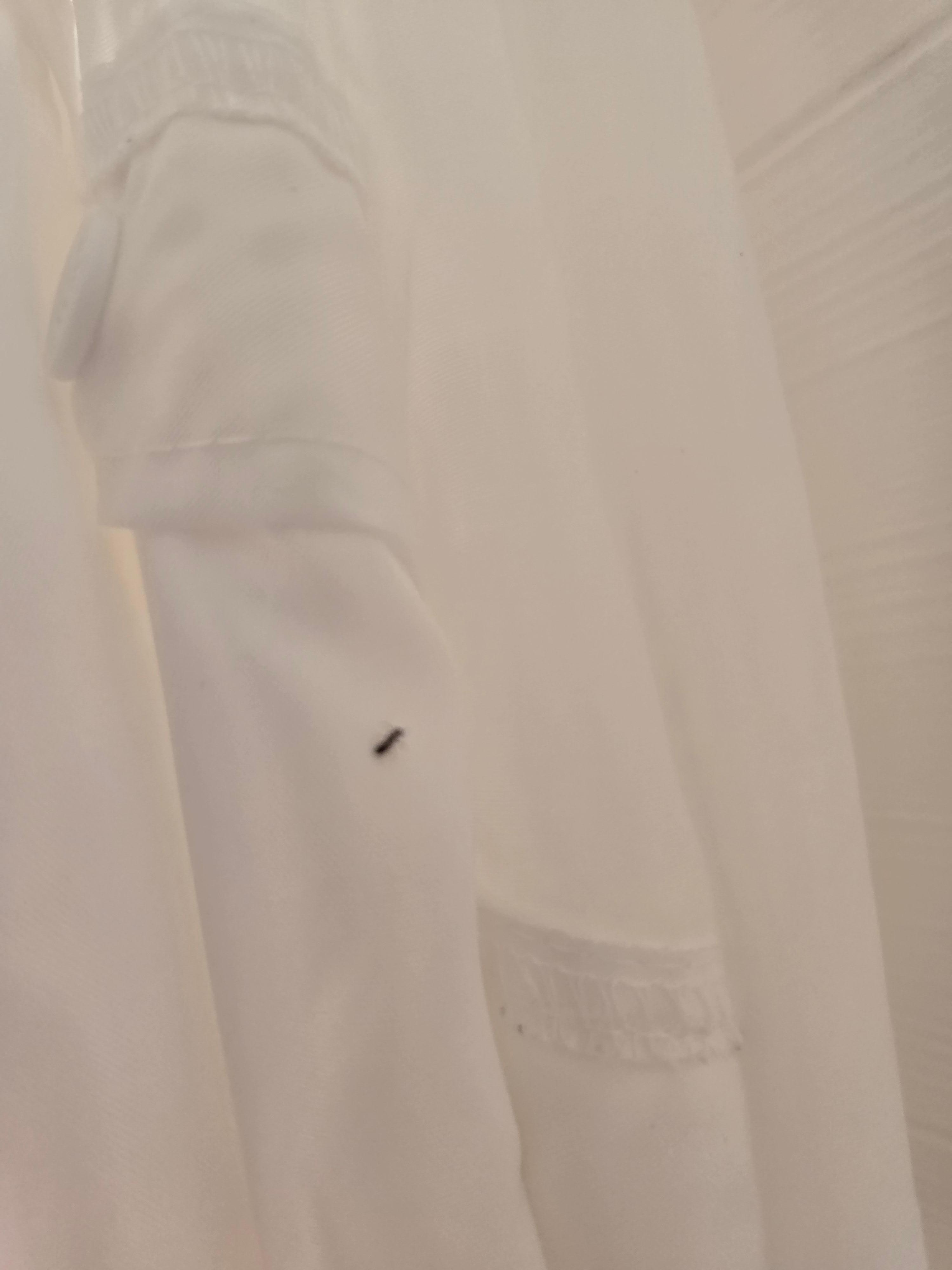 Ants on shower curtain