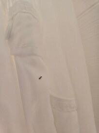 Ants on shower curtain