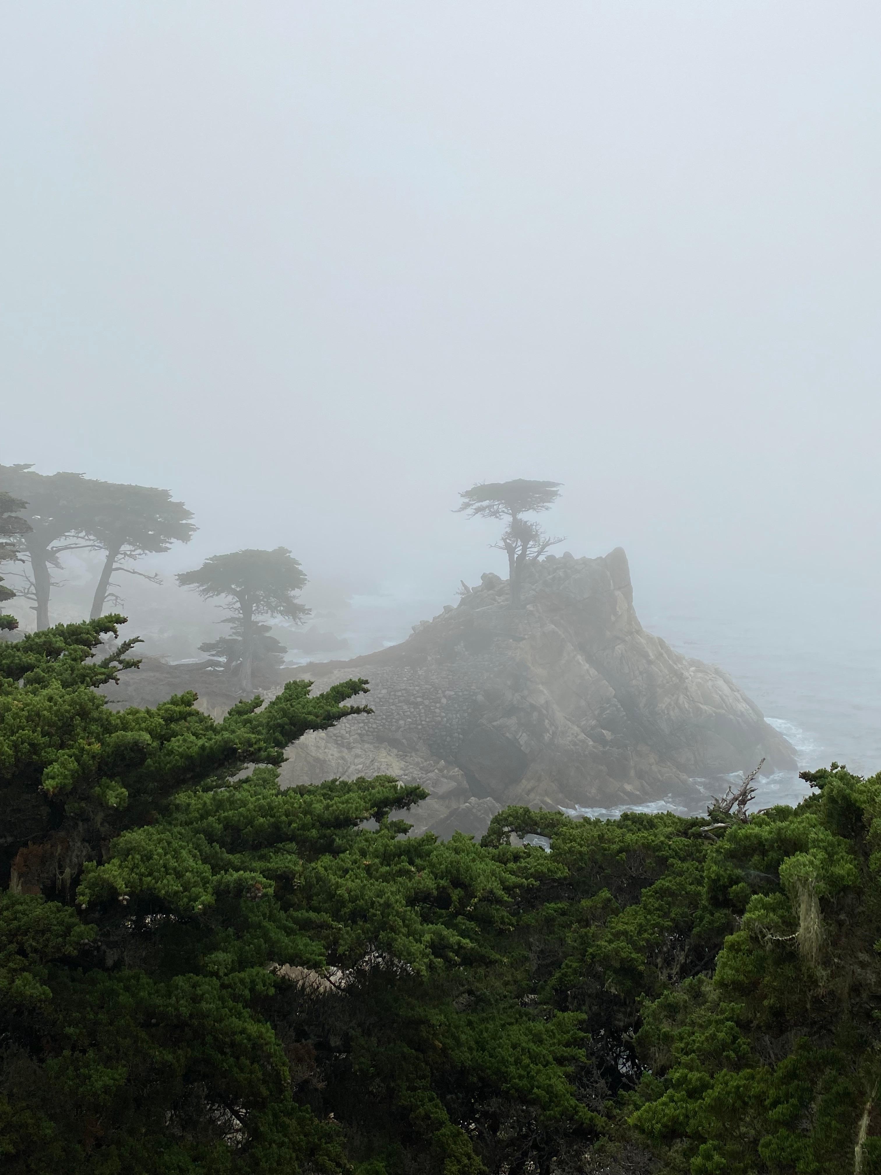 Lone Cypress Tree, Pebble Beach