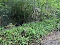 One Chill Bear
