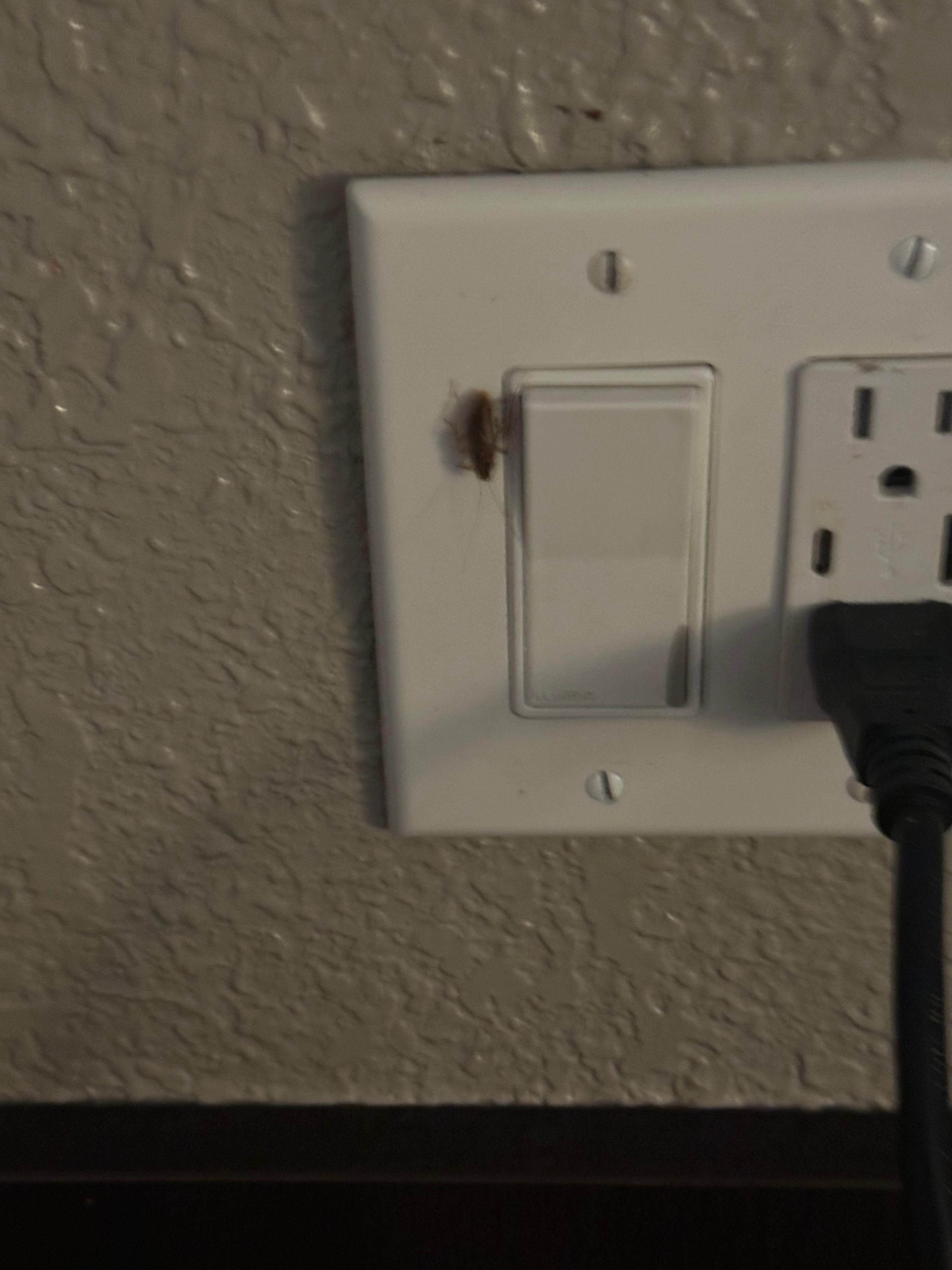 Cockroaches