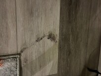 Hair balls/ dirty floors. White socks were black within mins of walking around