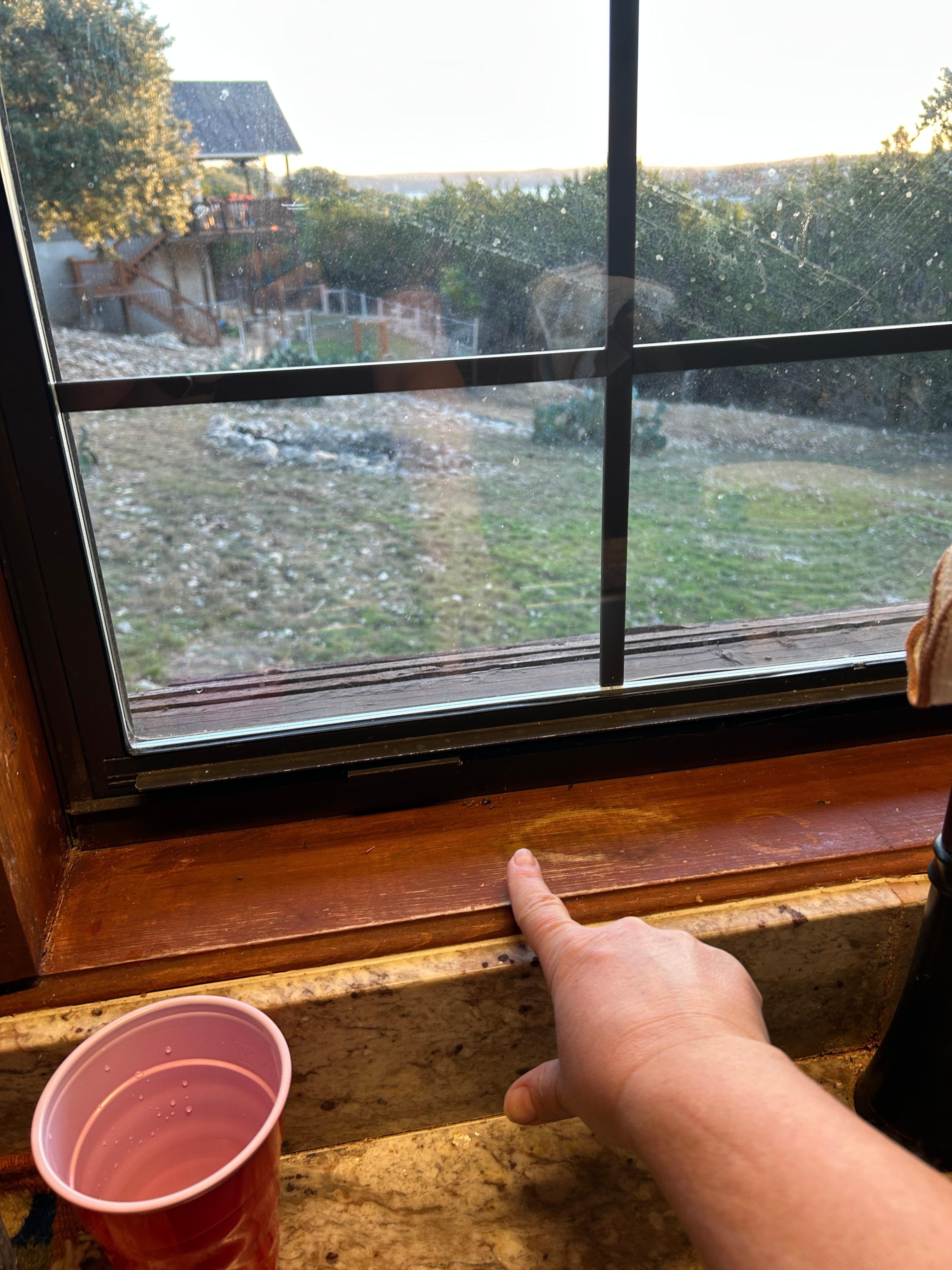 Dead bug in windowsill. 