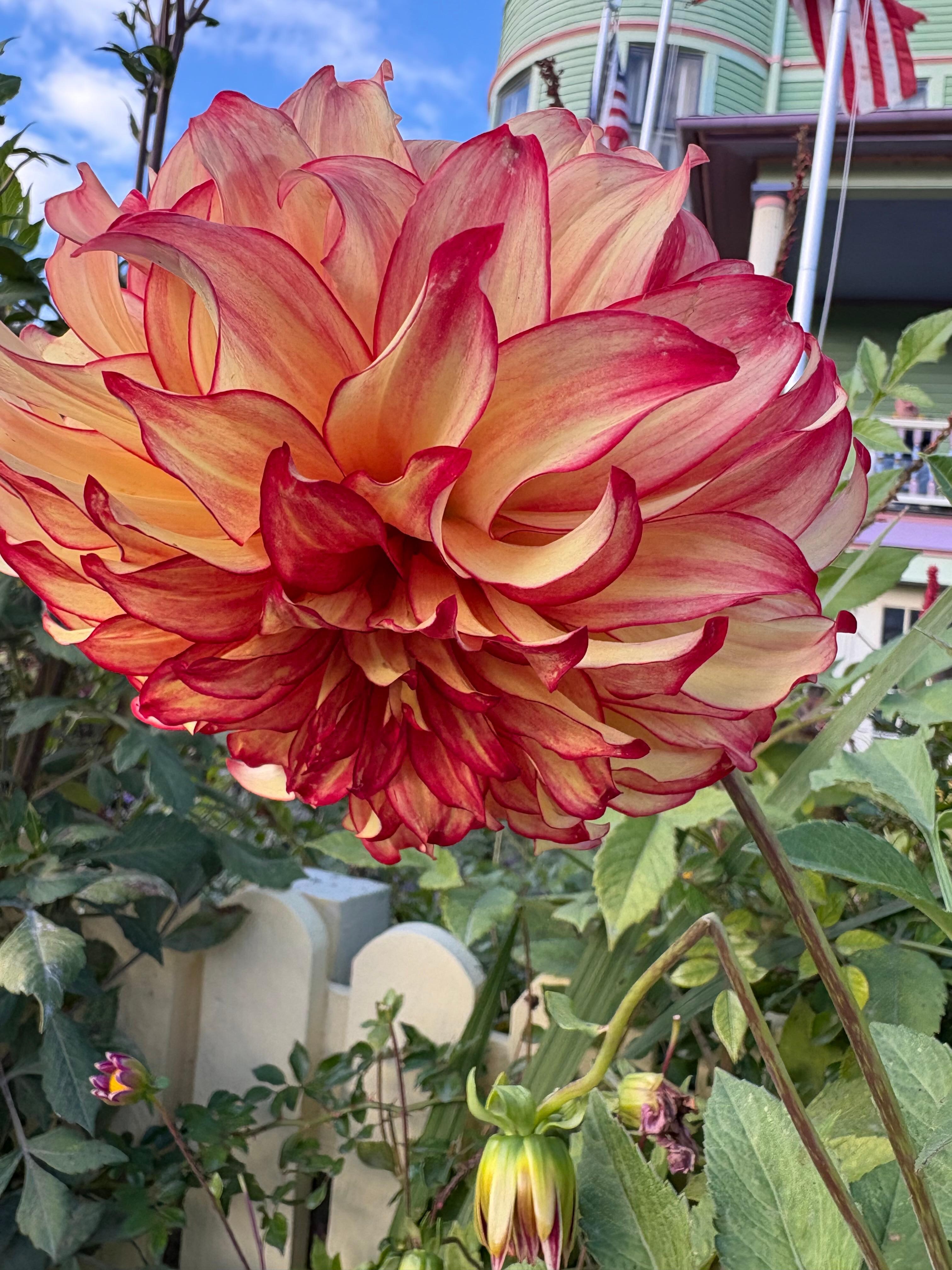 Beautiful dahlias at Inn at Mackinac