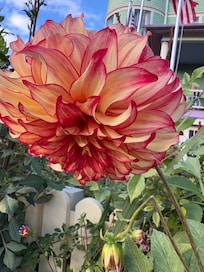 Beautiful dahlias at Inn at Mackinac