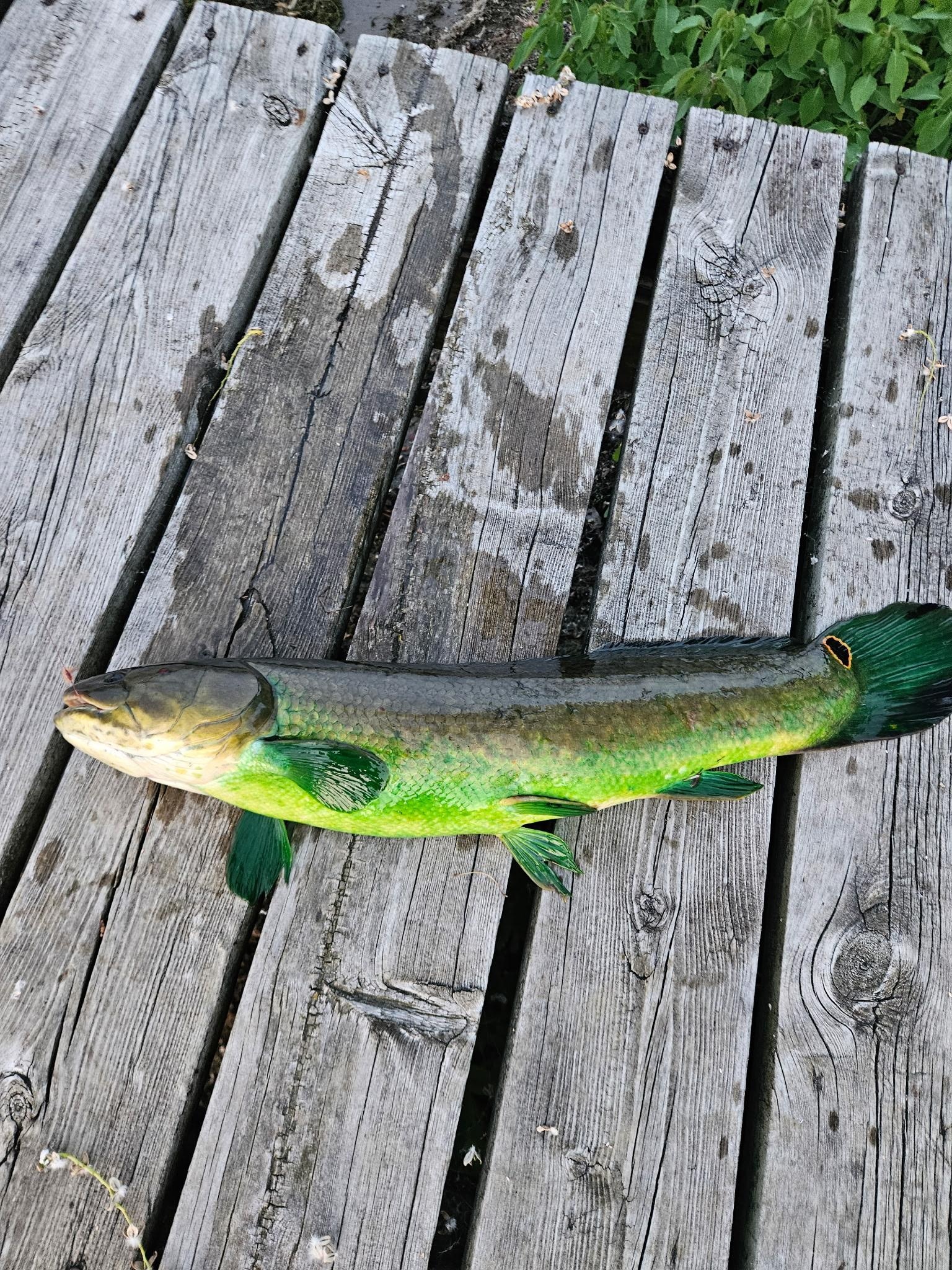 Bowfin caught off pier.