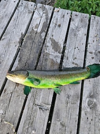 Bowfin caught off pier.