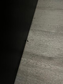 Dead flies on the floor.