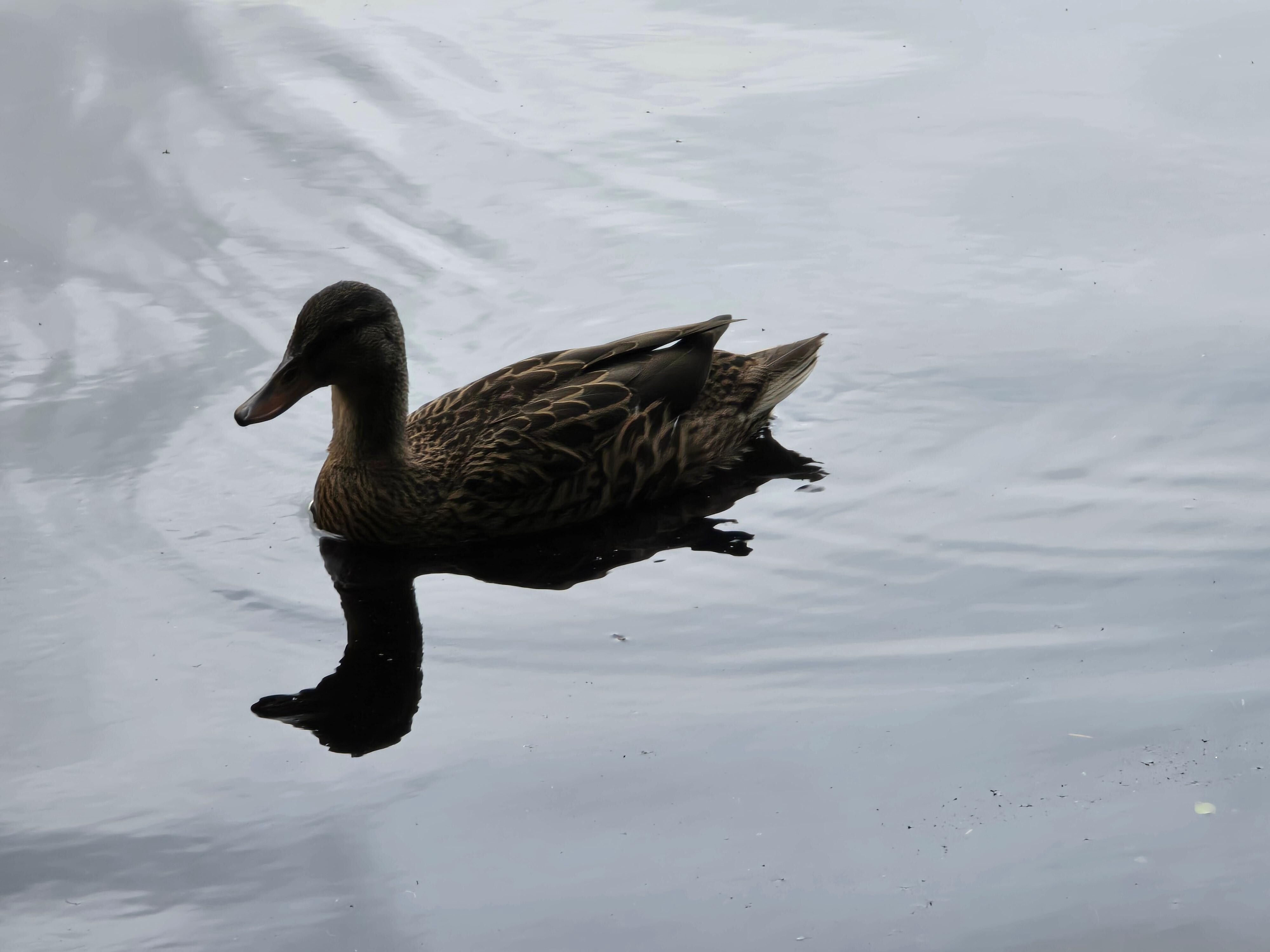 Reflection 