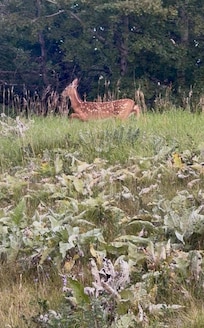 Baby deer walked by one morning